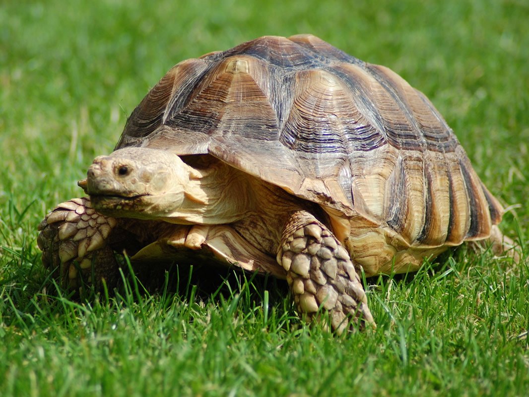 How Smart Are Tortoises