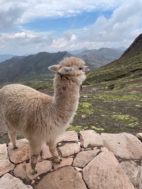 A llama standing on rocks

Description automatically generated