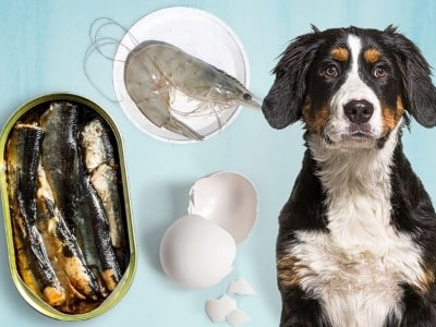 High calcium food for dogs