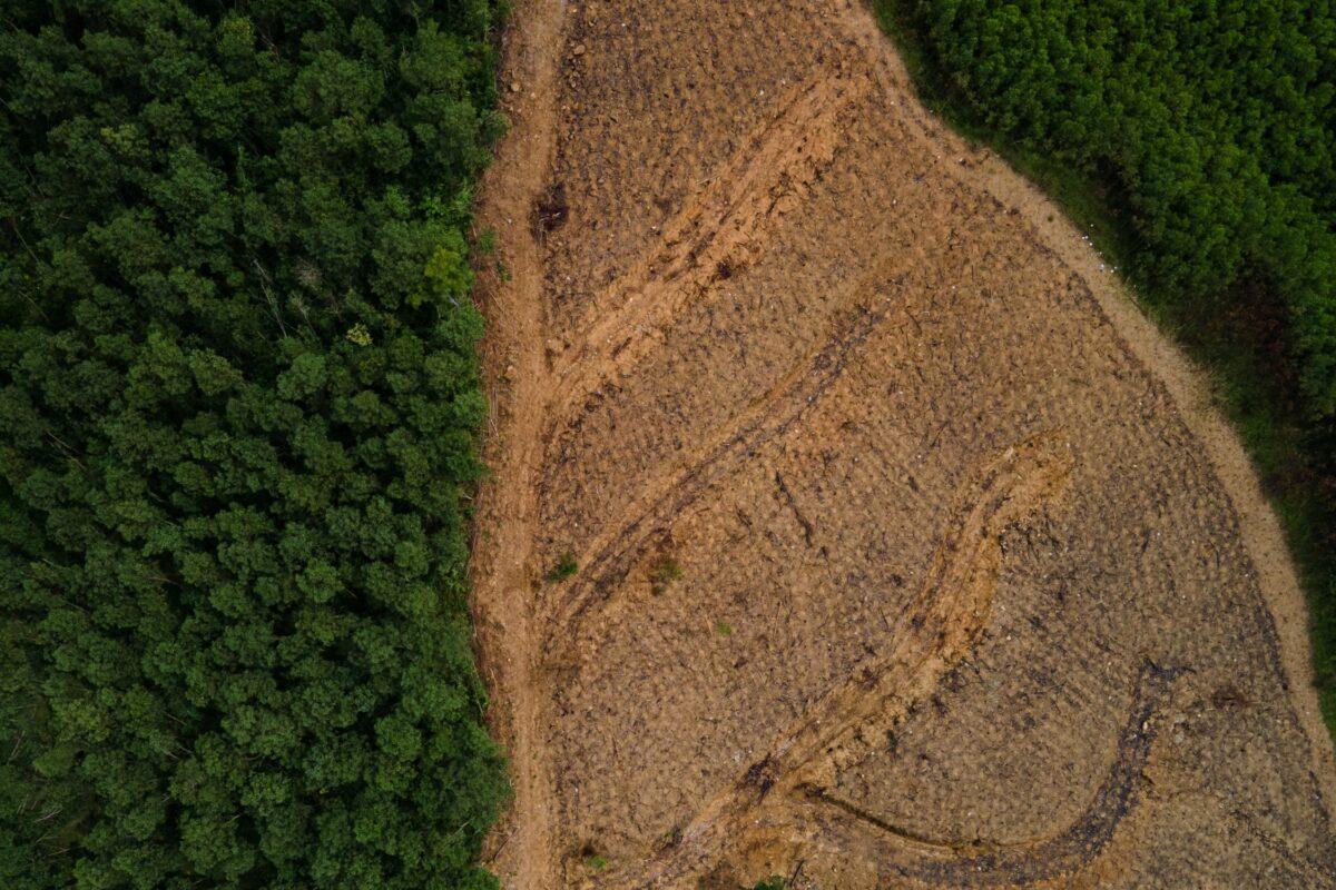 vietnam forest clear