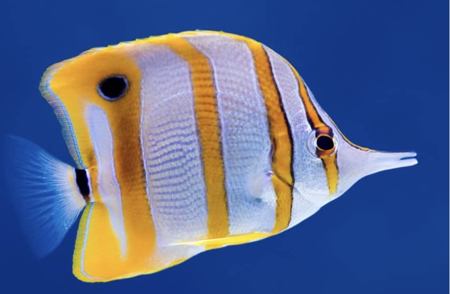 Types of Saltwater Fish - Reef fish - Butterflyfish
