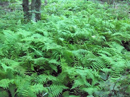 Hay-scented Fern 