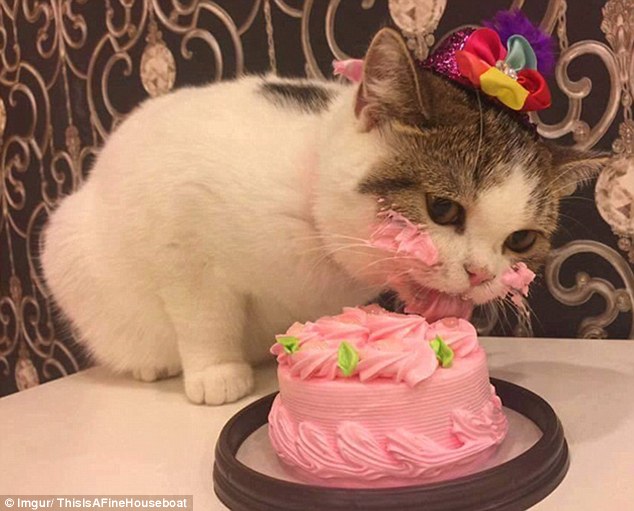 The cute moggy, who wore a sparkly party hat, licked away at the bright pink cake to celebrate its birthday