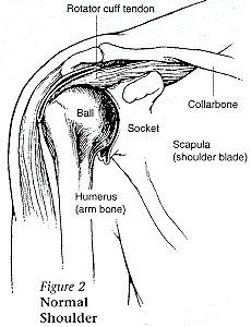 illustration of a shoulder joint