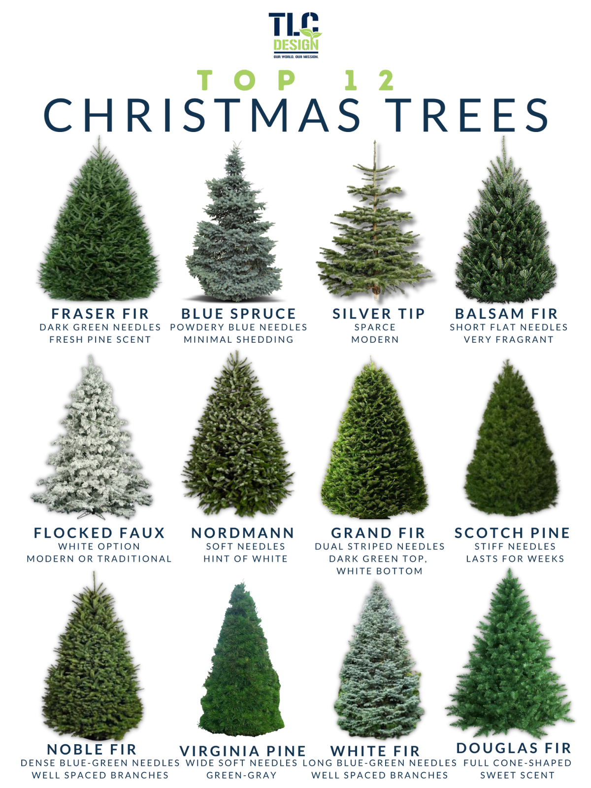 12 Types Of Christmas Trees