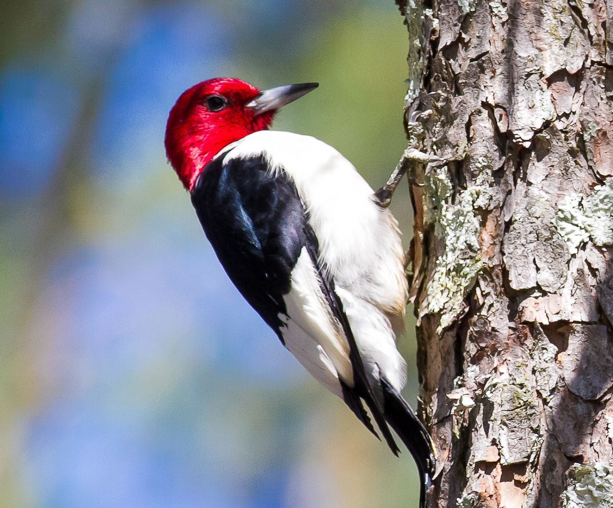 2. Red-Cockaded Woodpecker