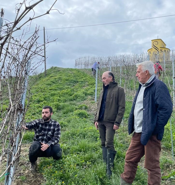 Grapes being harvested in a vineyard with improved productivity from innovative pruning technologies