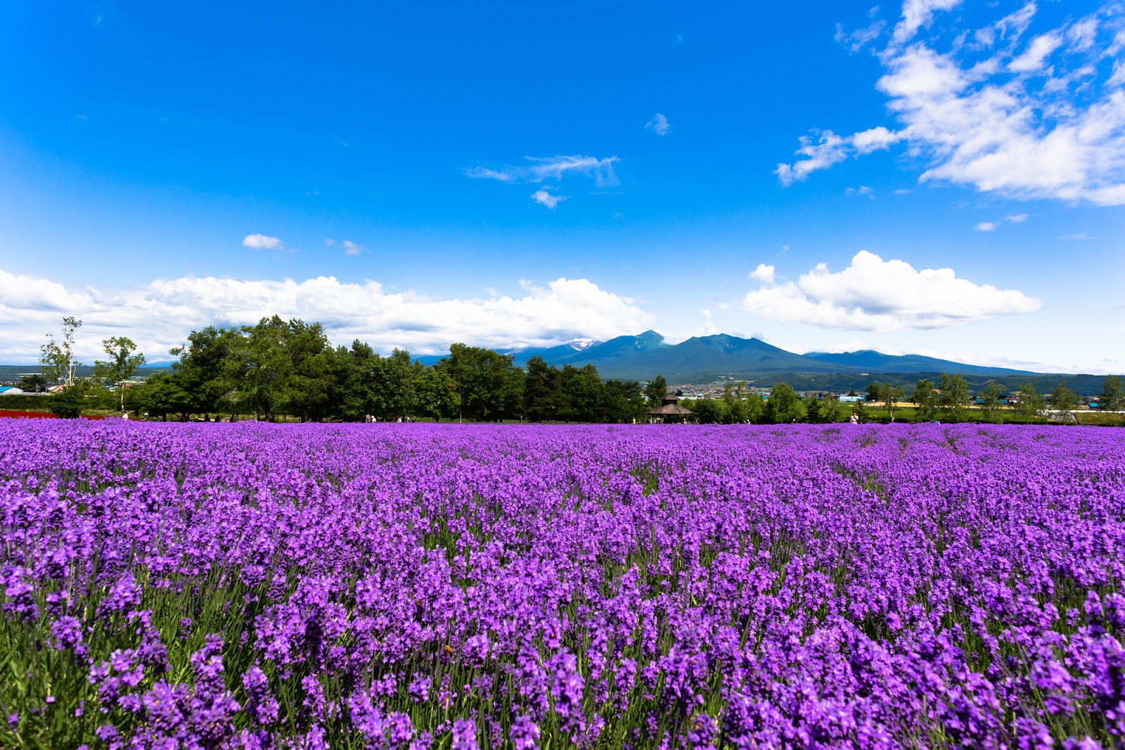 景色と香りに癒されるラベンダー畑「ファーム富田」