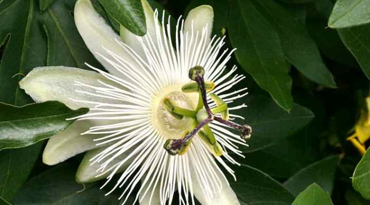 White Passionflower Climbing Vine (Passiflora alba)