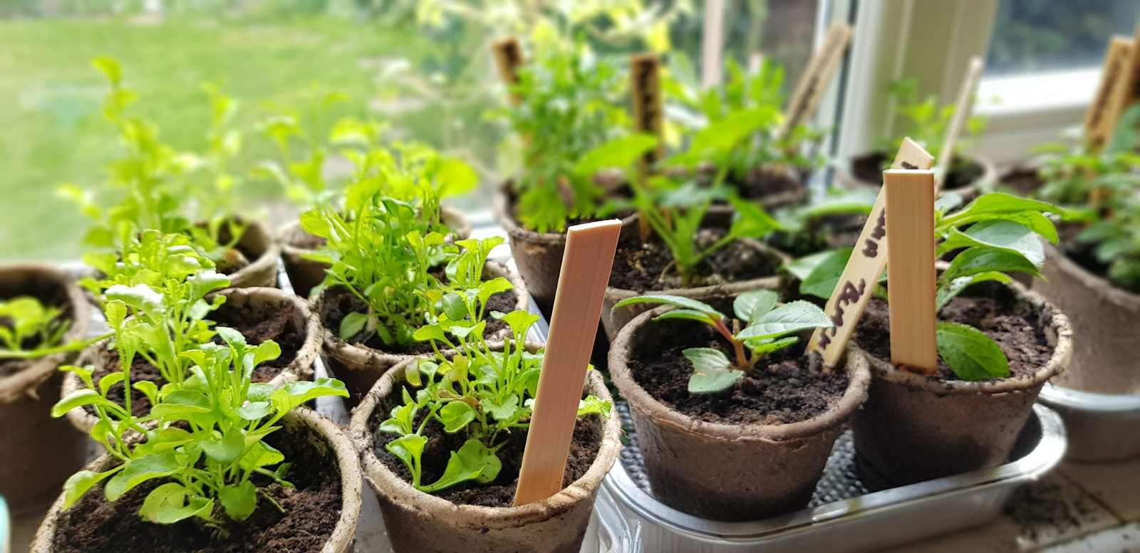 Use well-draining potting mix and containers