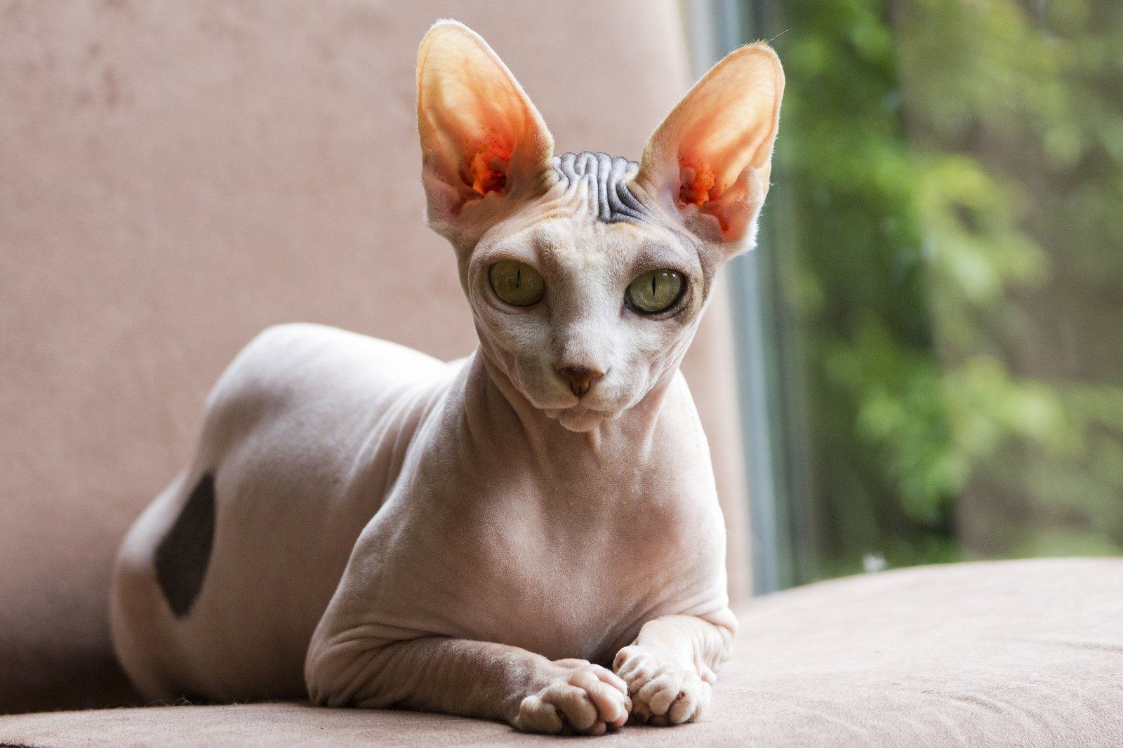 Sphynx Cats New York