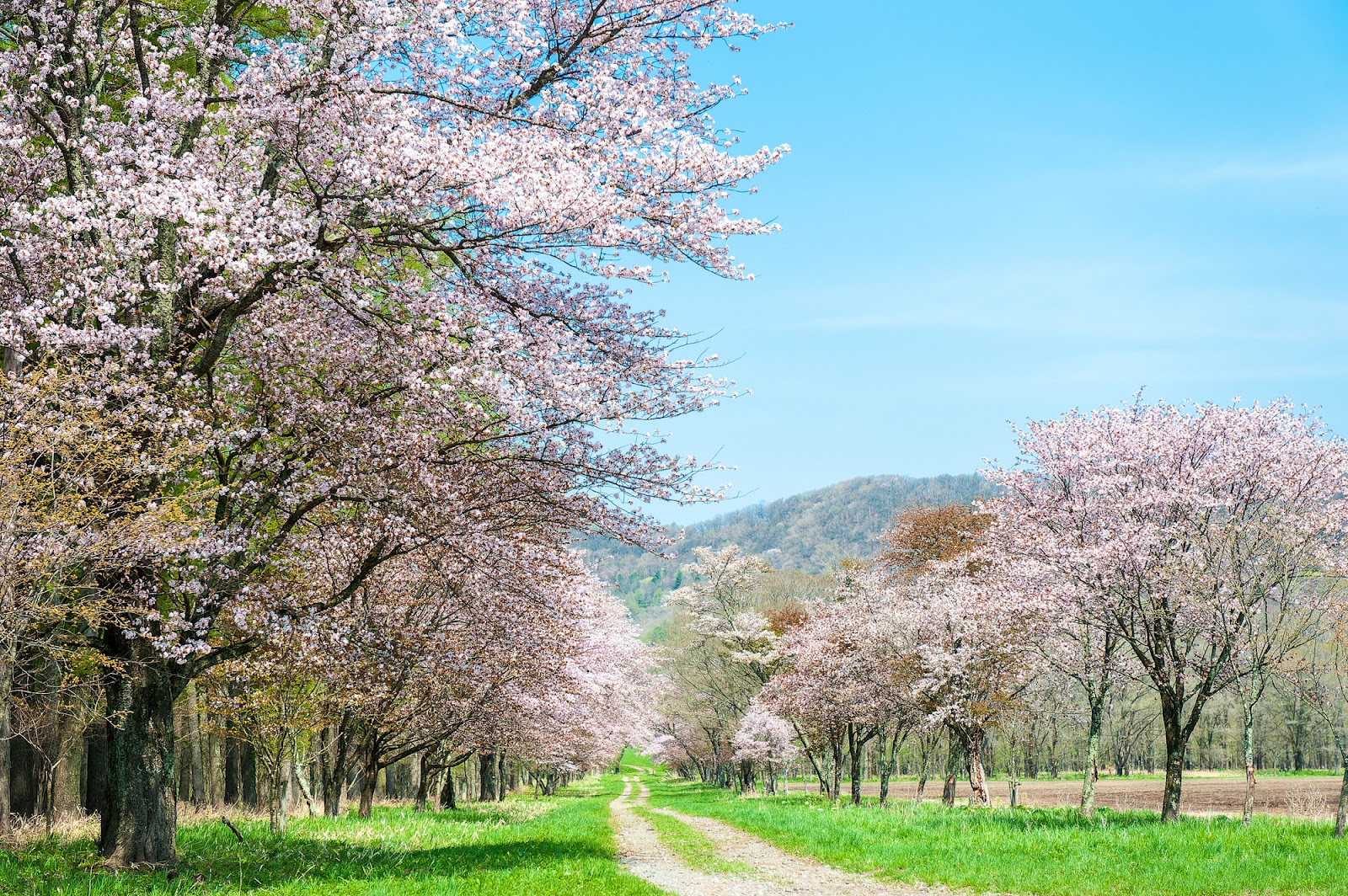 北海道の春の観光スポット・月ごとのおすすめ情報まとめ