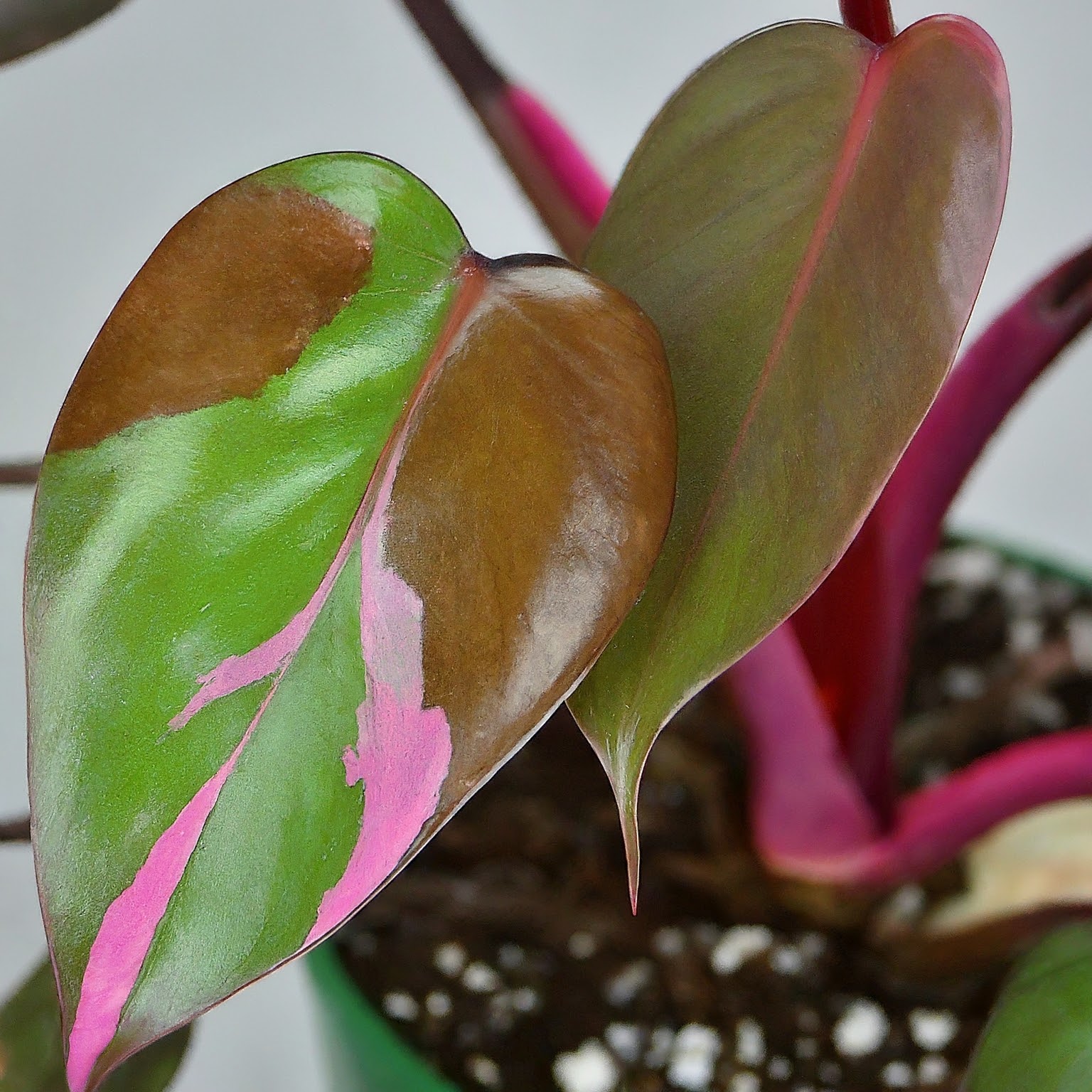 Pink Princess Philodendron common problems