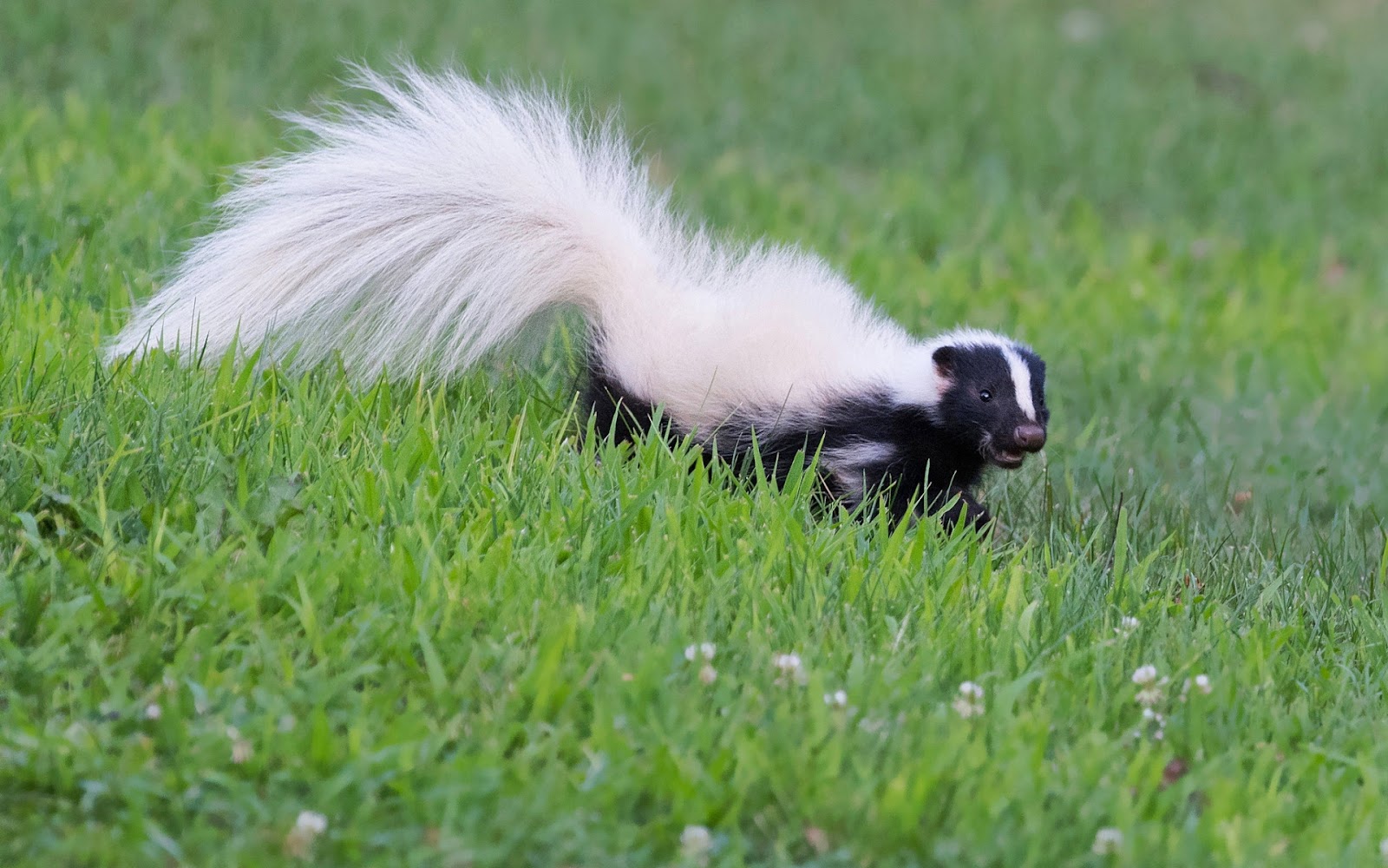 How To Get Rid Of Skunks From Under Your House