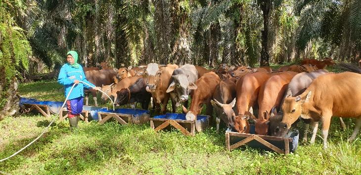 A group of animals eating from troughs

Description automatically generated with low confidence