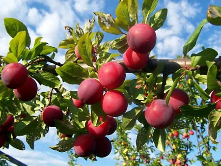 When does a plum tree bear fruit