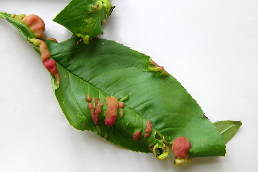 Peach leaves curl - the world of plants