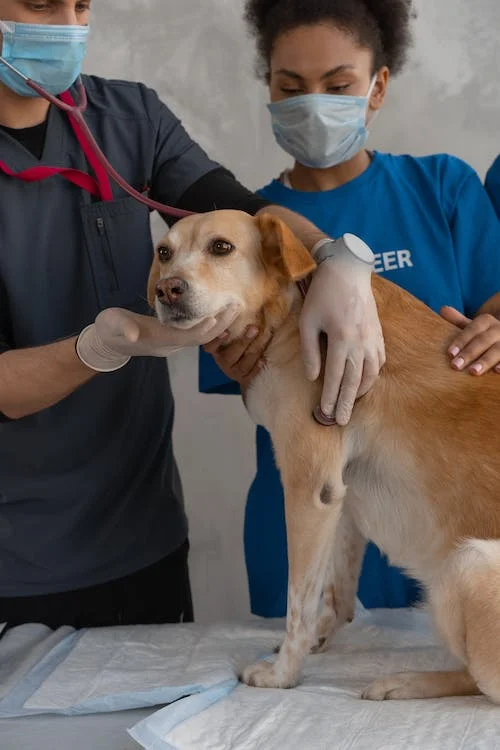 Article on how to study veterinary in Bulgaria image of vets in masks with dog on veterinary table