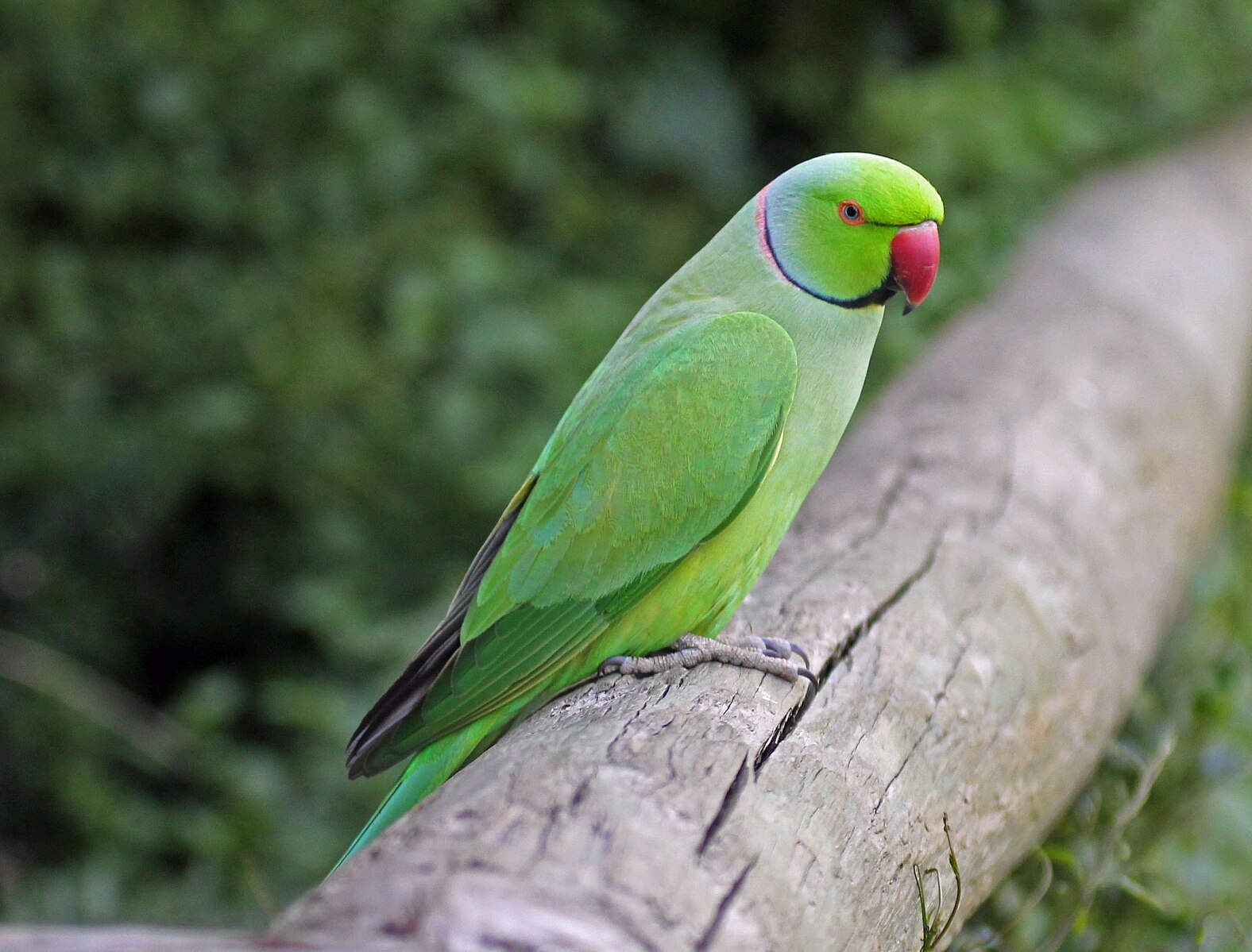 Can Parrots Have Cinnamon