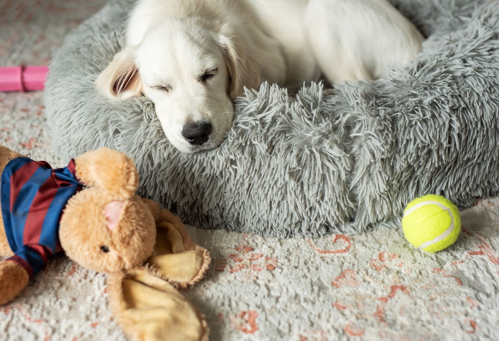 A puppy of a golden retriever is resting in a dog bed.