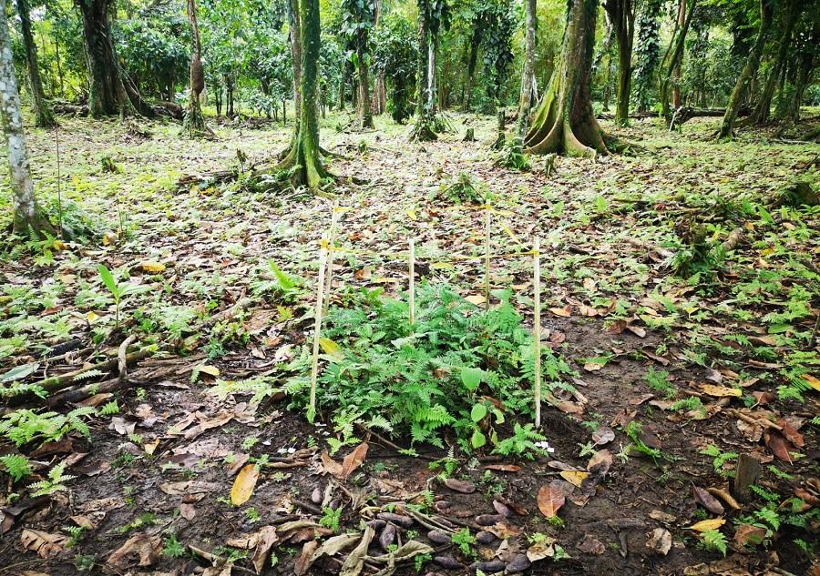 A green plant in a forest

Description automatically generated