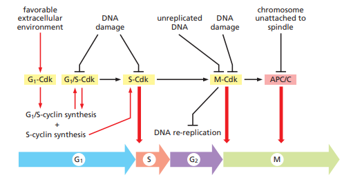 overview of the cell cycle