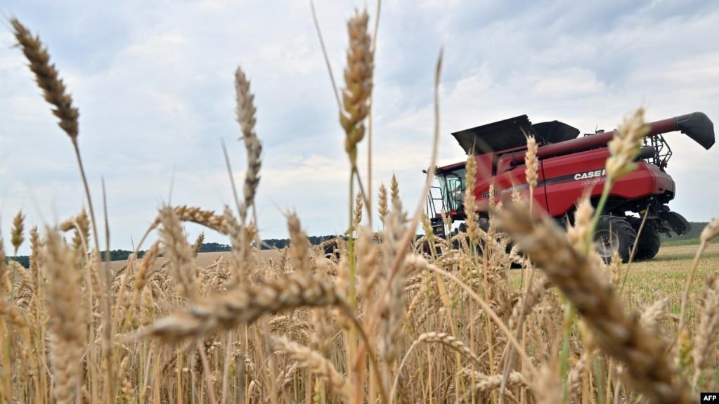 Thu hoạch lúa mì ở gần làng Kivshovata, vùng Kyiv, Ukraine, tháng 7/2023 (Sergei SUPINSKY / AFP).