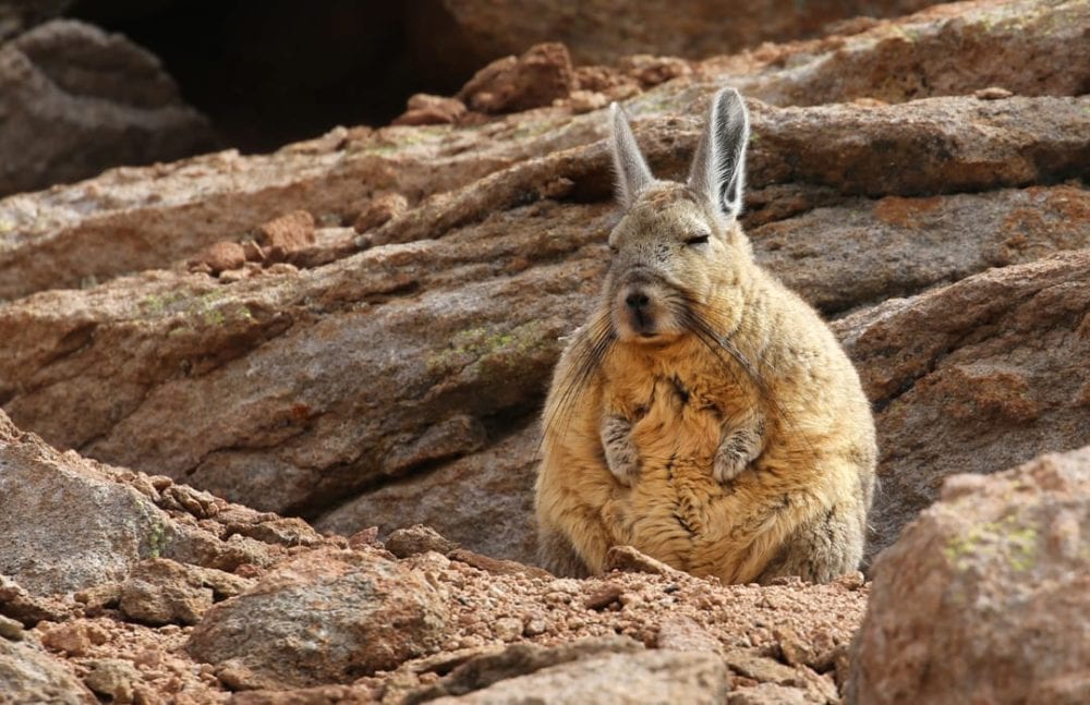 Viscacha Argentina