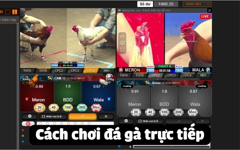 Cách chơi đá gà trực tiếp