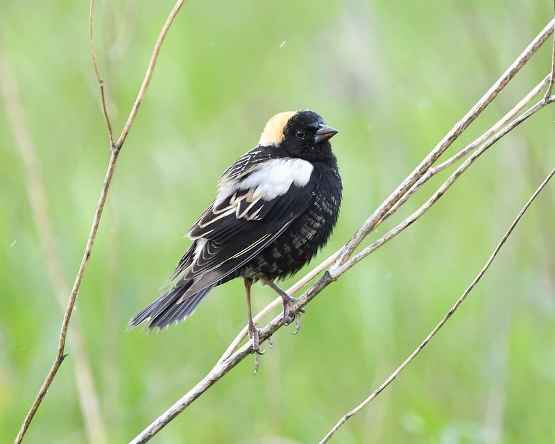 A bobolink perched on a thin branch