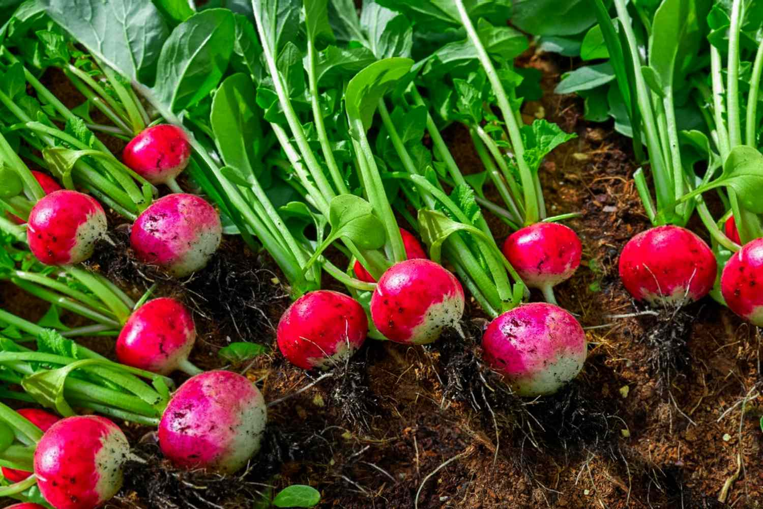 Radishes (Raphanus sativus)