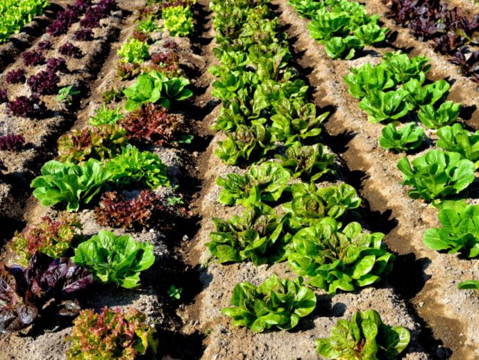 Succession Planting for Lettuce Plants