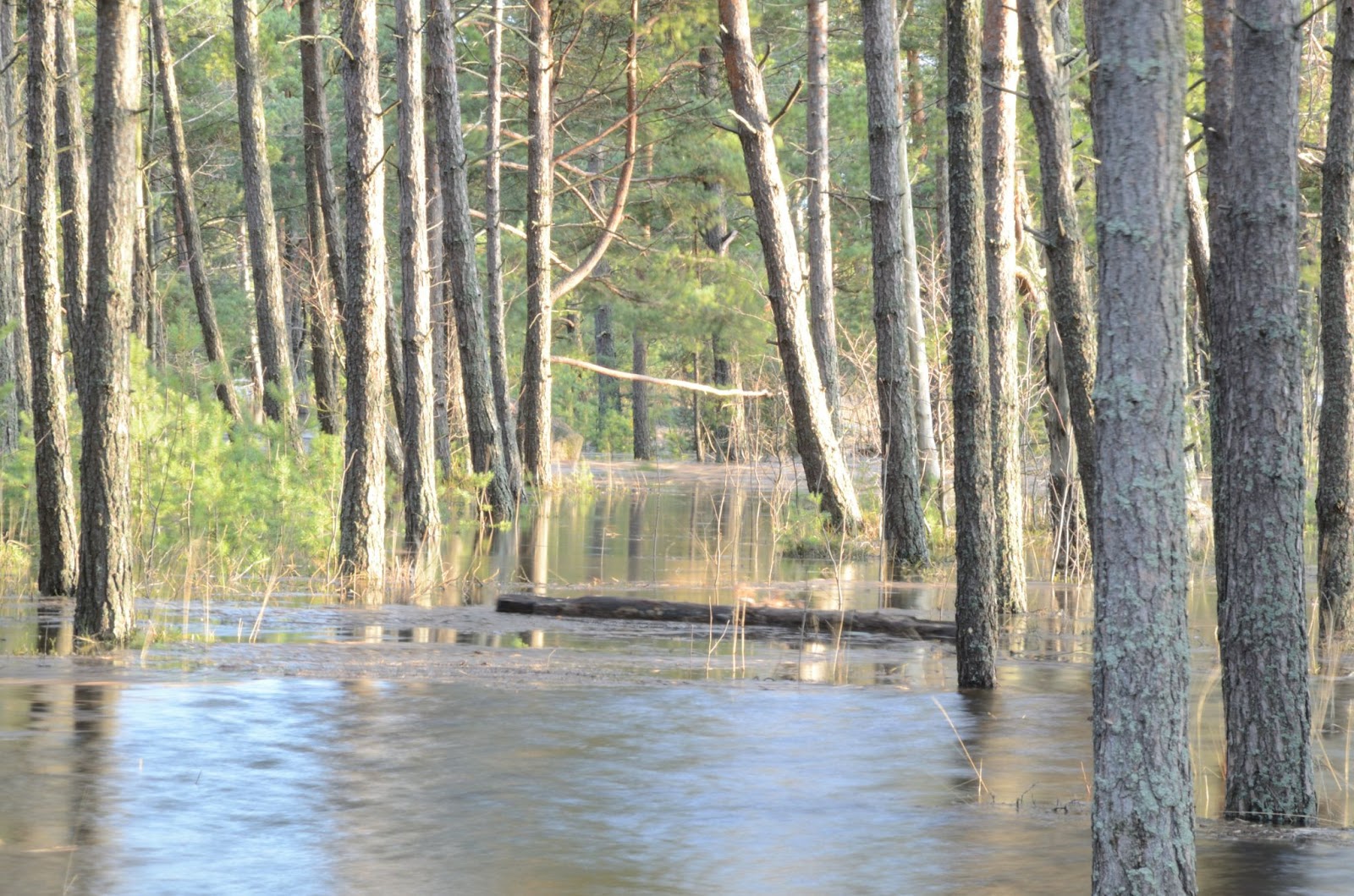 BC floods shown in a forest with water covering the forest floor and the bottom of the trees 