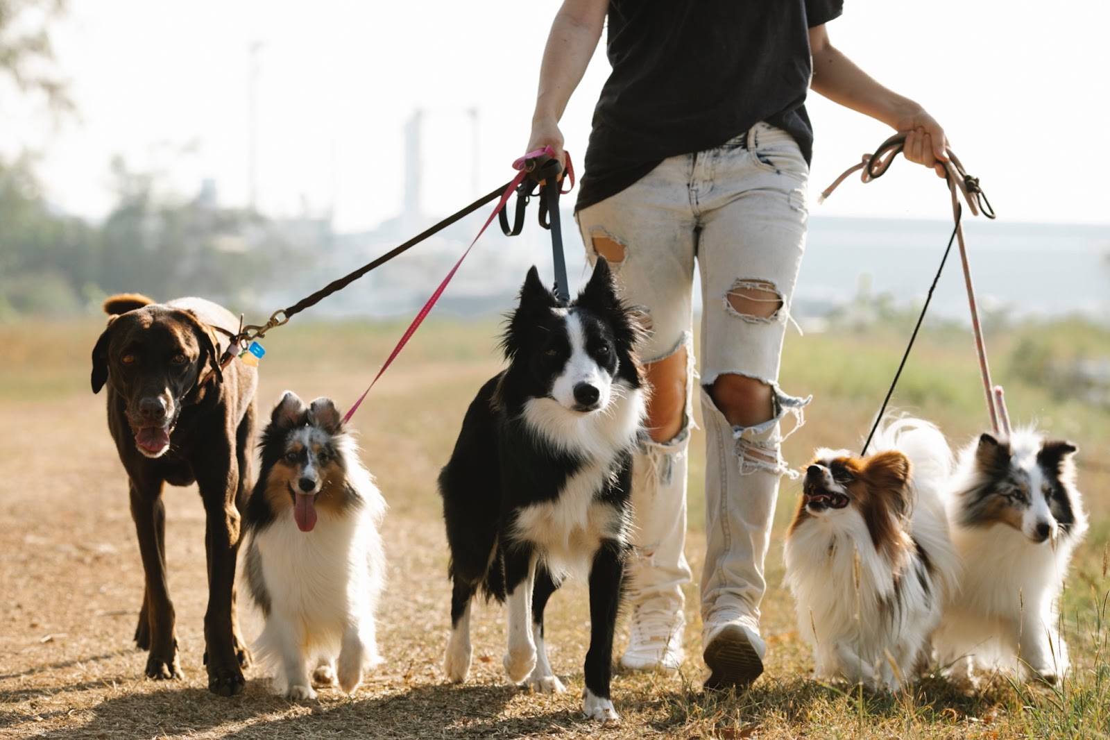 professional dog walker walking five different dogs