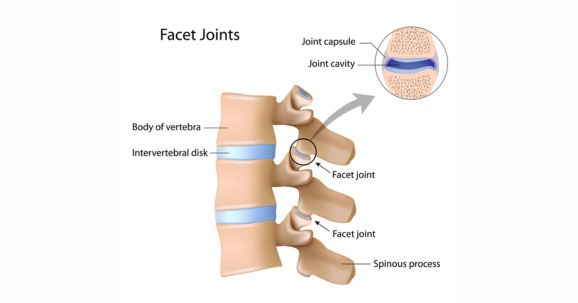 Facet Joints Anatomy