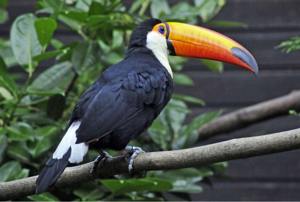 Facts On Toucans