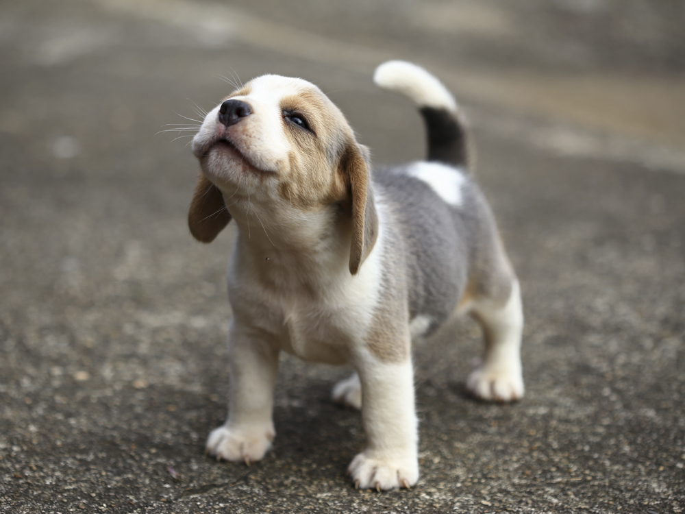 Singleton Puppy Syndrome: One Puppy Litter · The Wildest