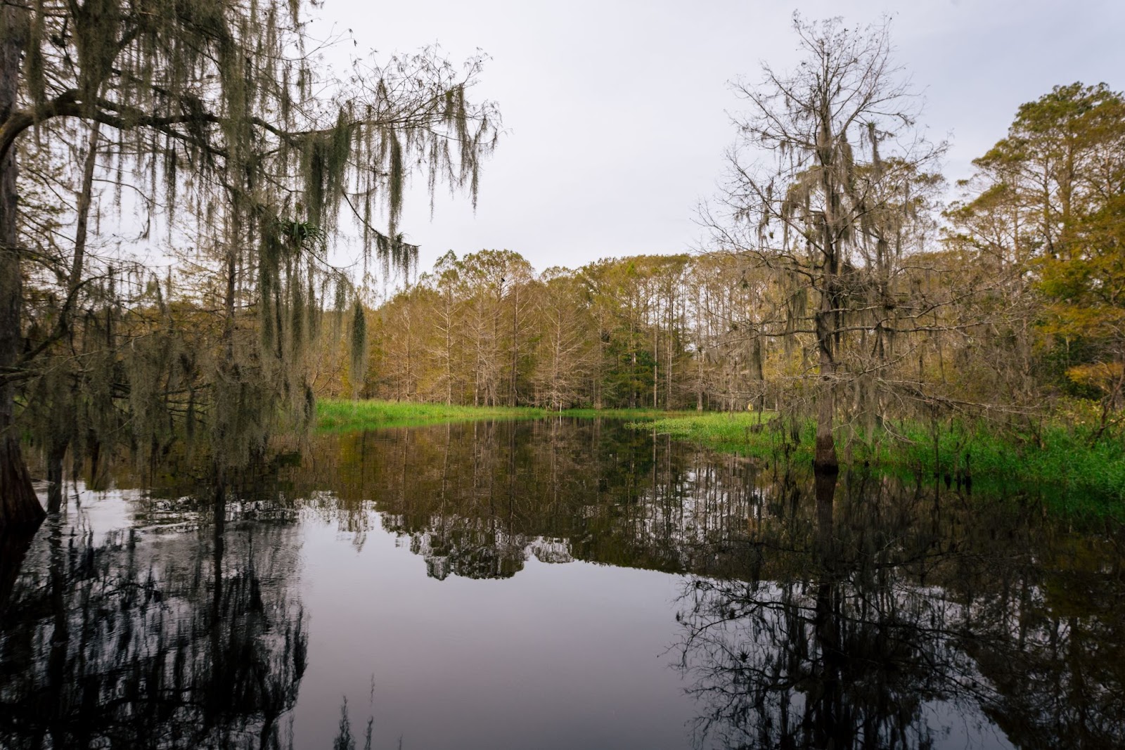 Beautiful views at the Florida Everglades