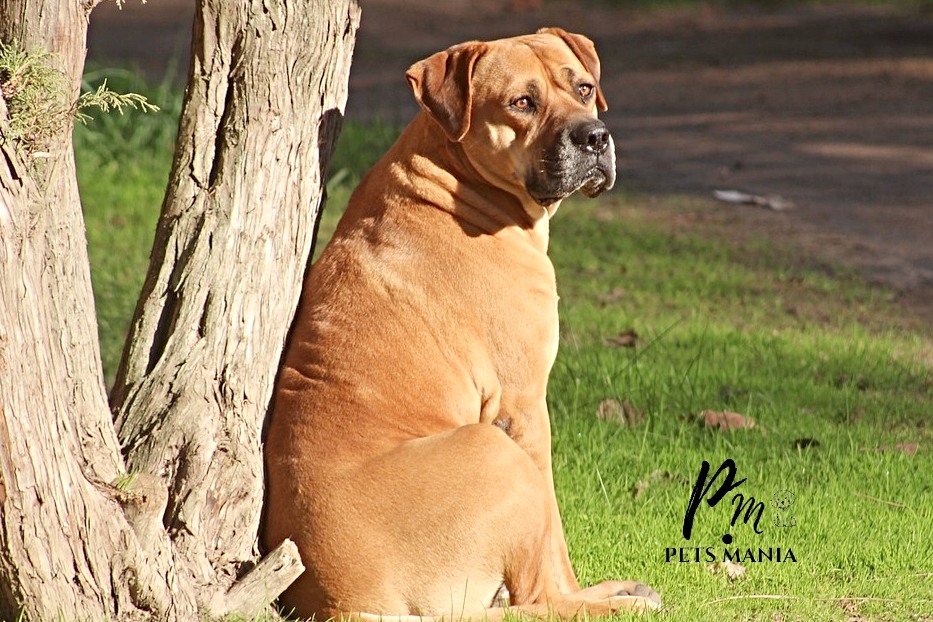 brown Bull Mastiff dog