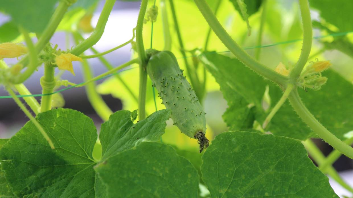 Helpful Tips For Successful Transplanting 