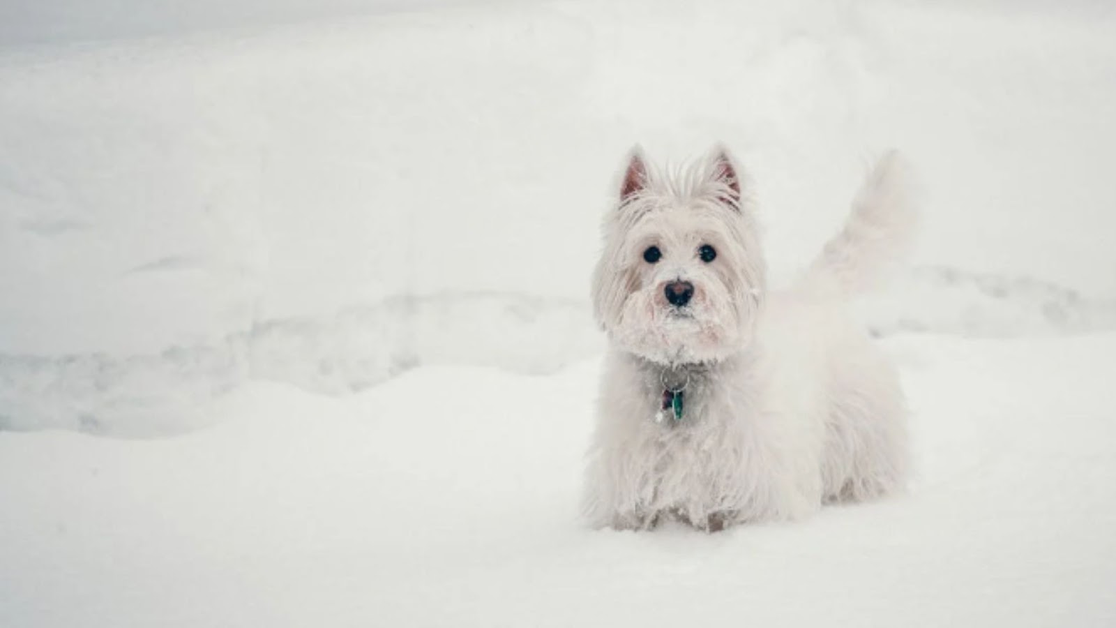 white dogs 