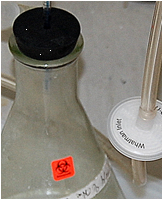 Text Box: Flask disinfectant trap with inline HEPA filter to protect the house vacuum system. Source: Berkeley Lab EHS. 