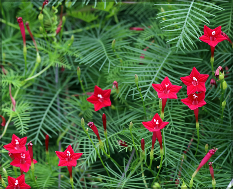 Red Flowering Cypress Vine (Ipomoea quamoclit L.)
