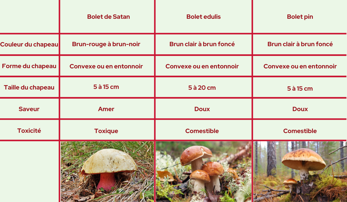 comparaison-champignons-mortels-toxiques