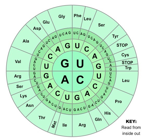 genetic code (wheel)