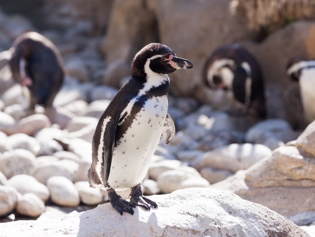 Pinguini - comportamento sociale