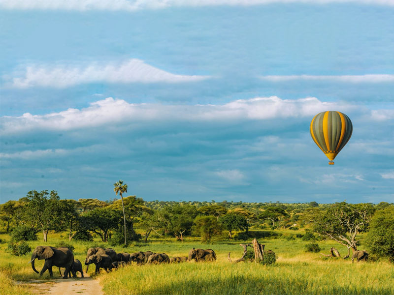 elephants and baobab trees in Tarangire National Park on your Safari to Tanzania