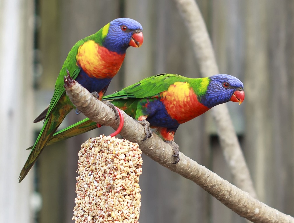 Parrots Boarding