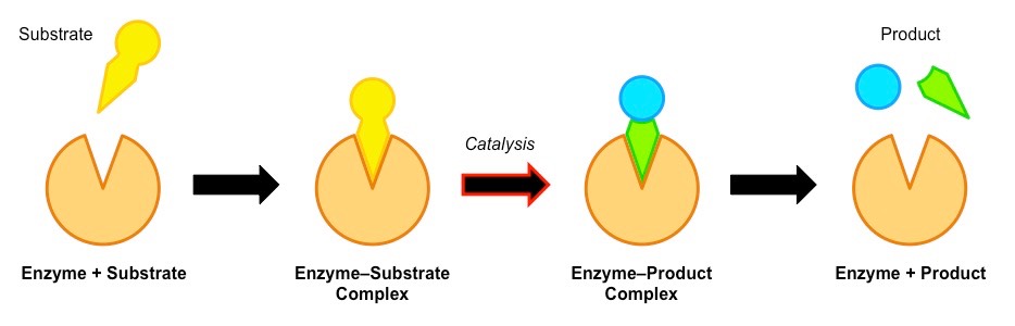 enzyme-substrate