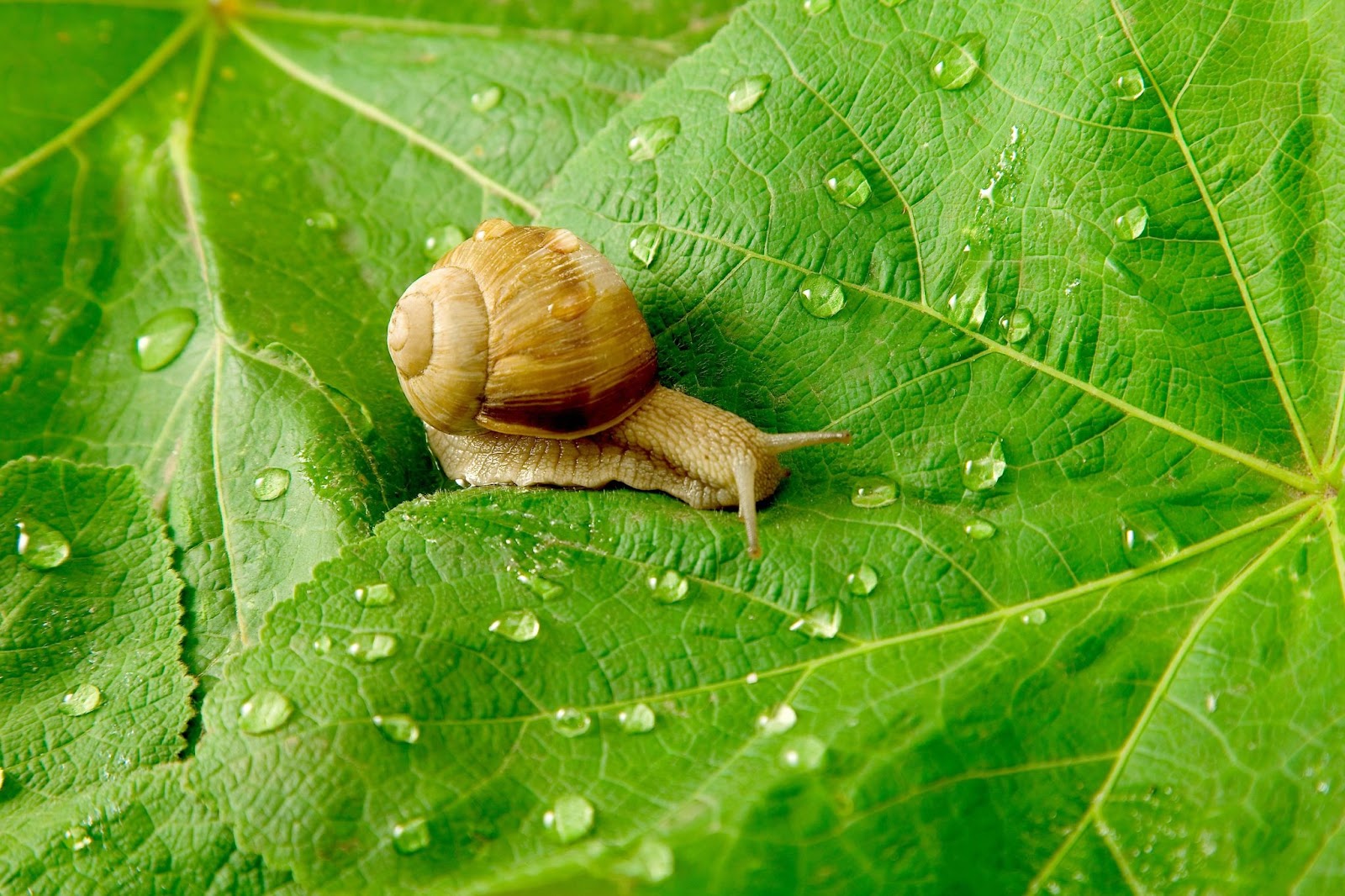 How To Get Rid Of Snails In A Garden